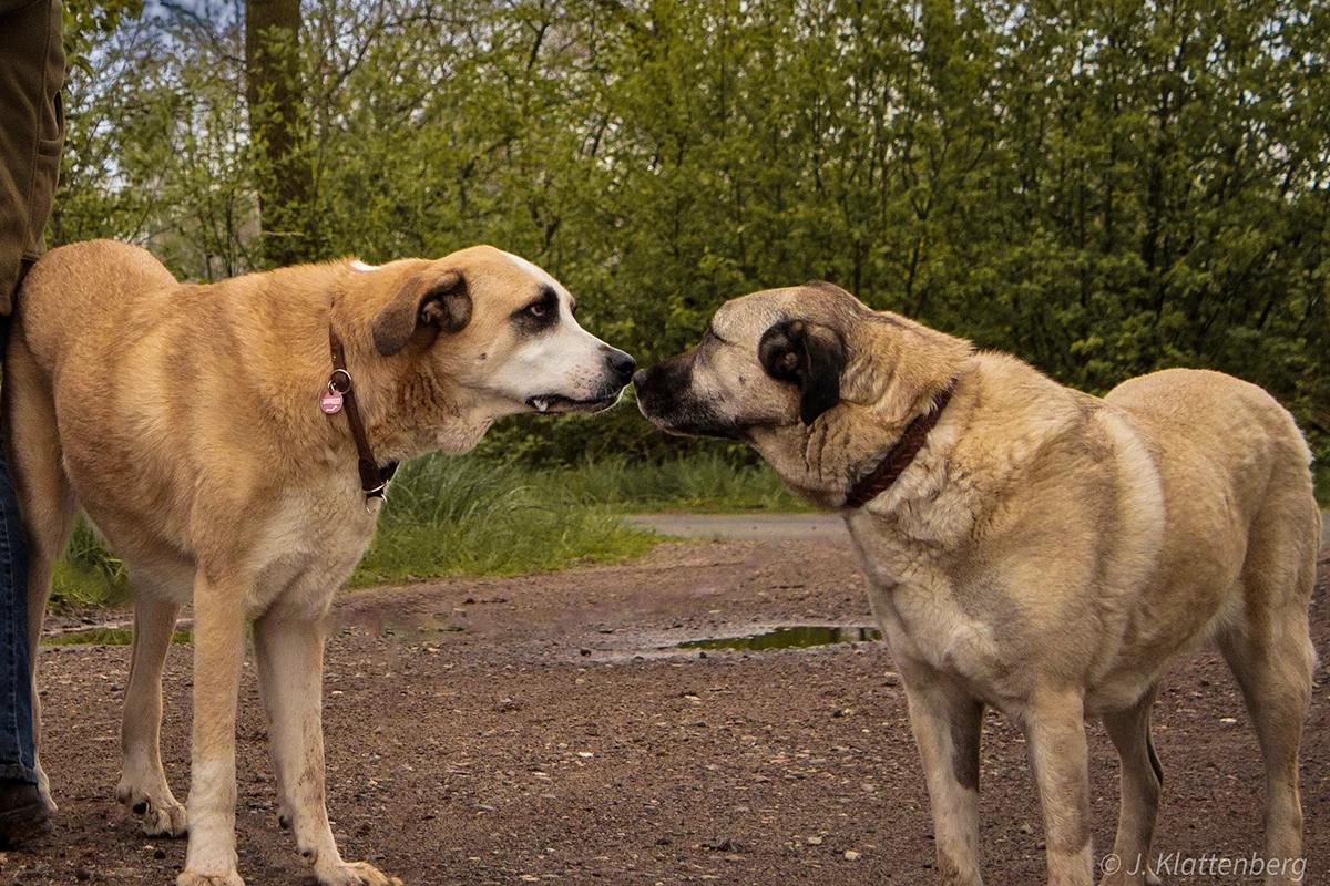 Sozialkontaktstunde Hundeschule Oersdorf - Heimatreivier Oersdorf