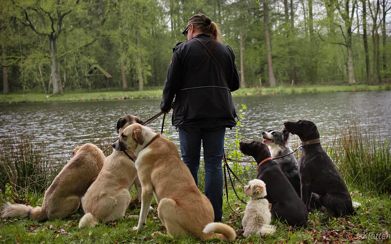 Heimatrevier Oersdorf Hundeschule Silvia Schmalsieg