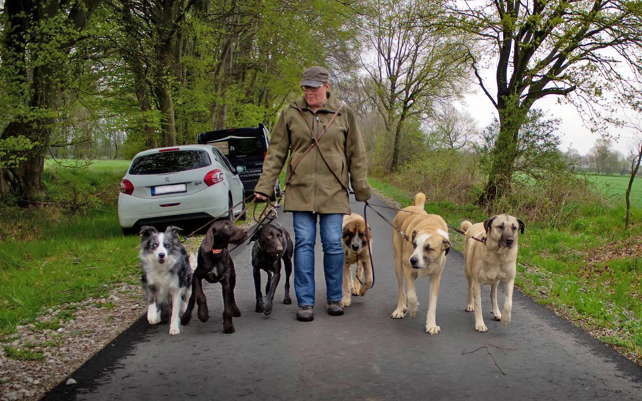 Mensch-Hund-Basis für Orientierung und Vertrauen im Alltag
