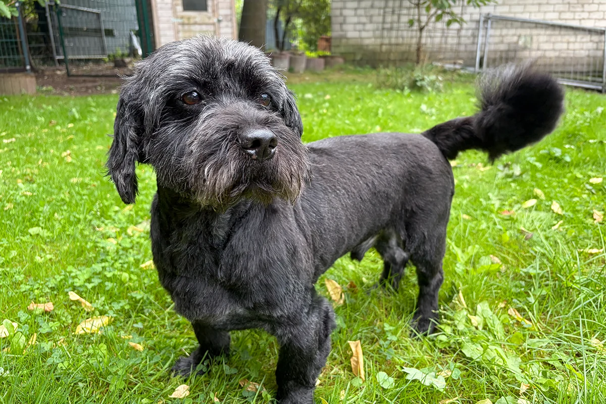 Blacky