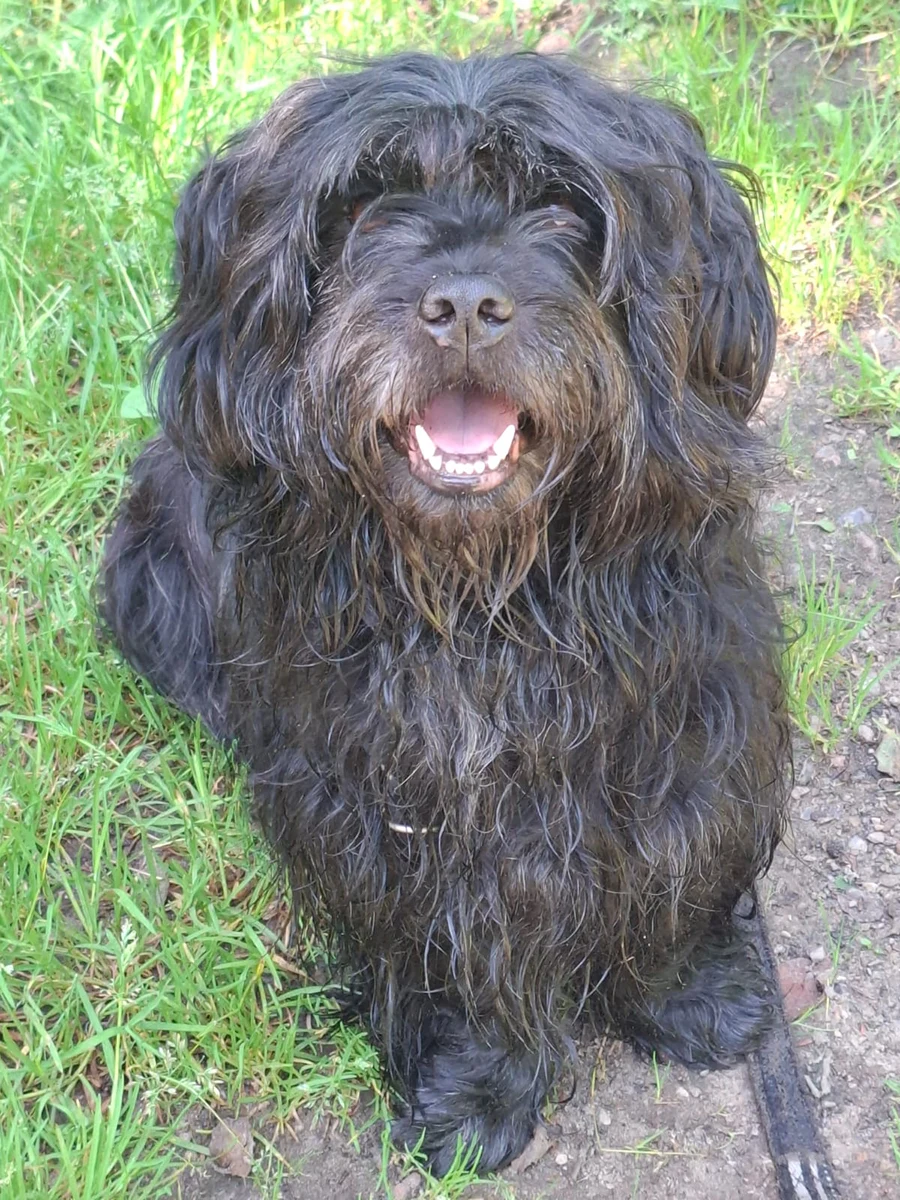 Blacky sucht ein Zuhause