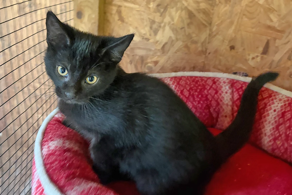 Kitten Babaykatzen in Oersdorf suchen ein neues Zuhause