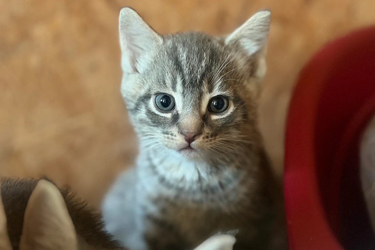 Kitten Babaykatzen in Oersdorf suchen ein neues Zuhause