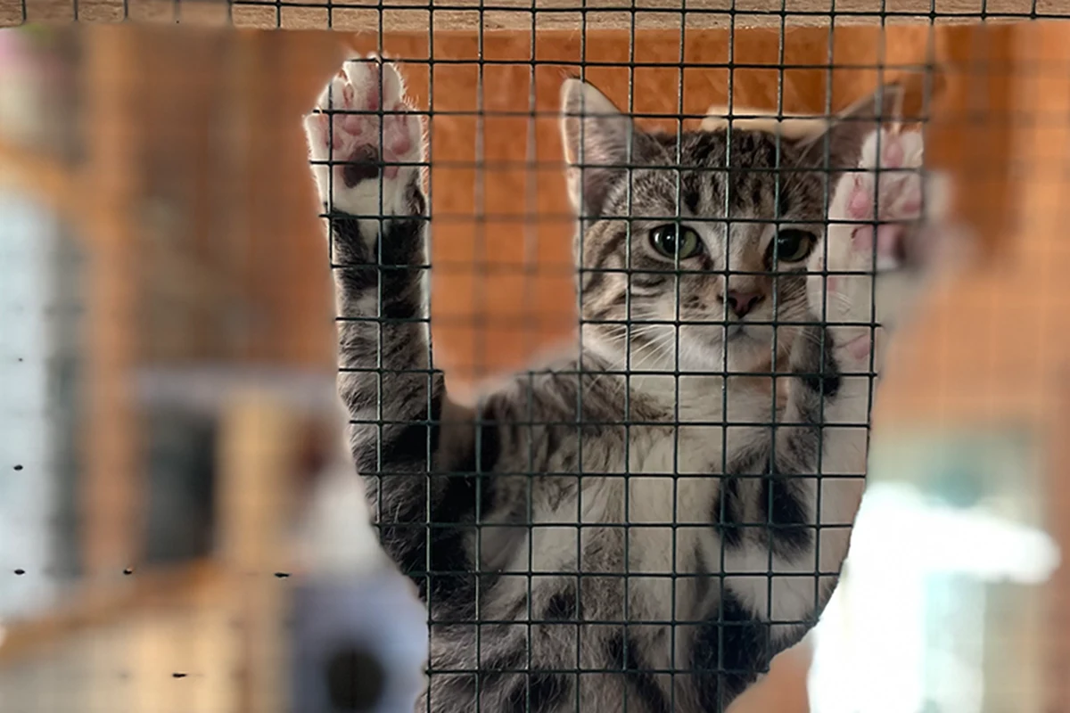 Kitten Babaykatzen in Oersdorf suchen ein neues Zuhause
