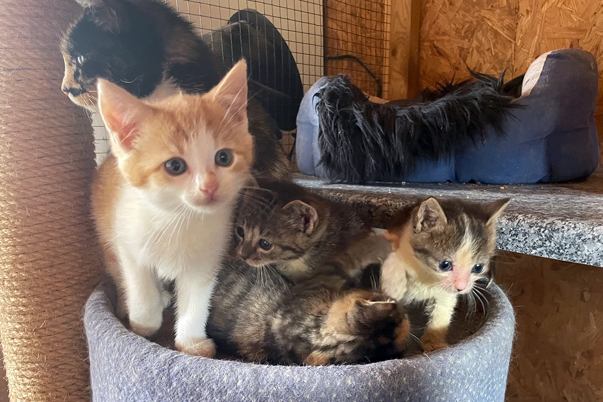 Kitten
