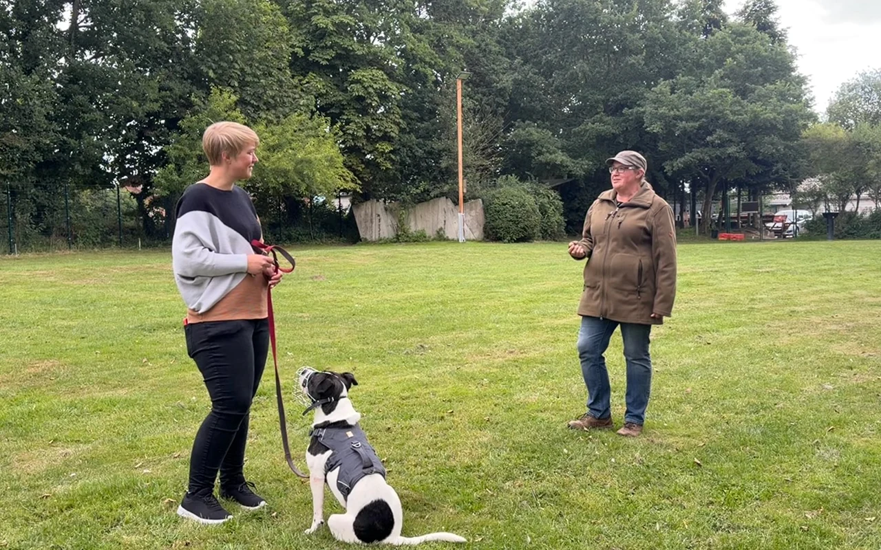 Einzeltraining Hund für individuelle Unterstützung im Alltag