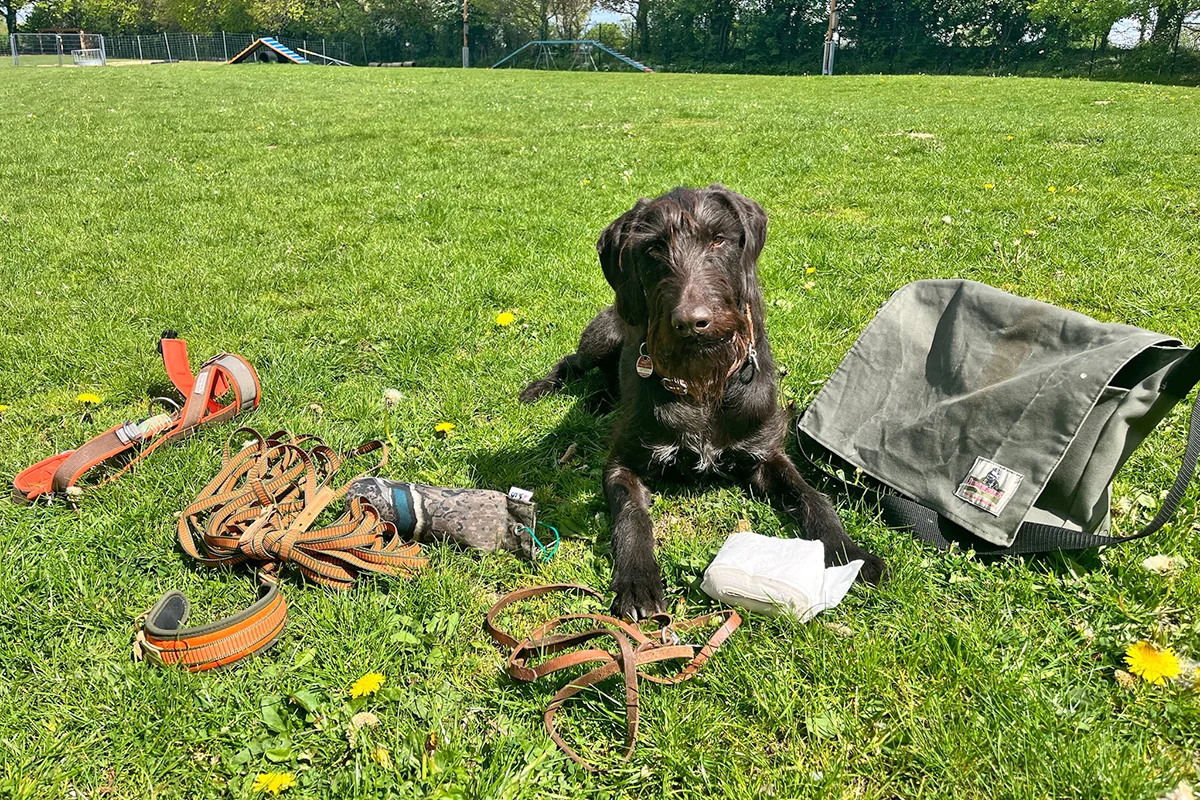 Fährtenarbeit im Heimatrevier Oersdorf - Hundeschule Silvia Schmalstieg