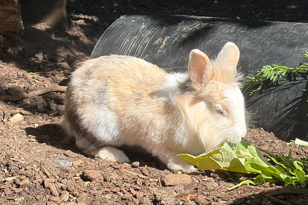 Findus