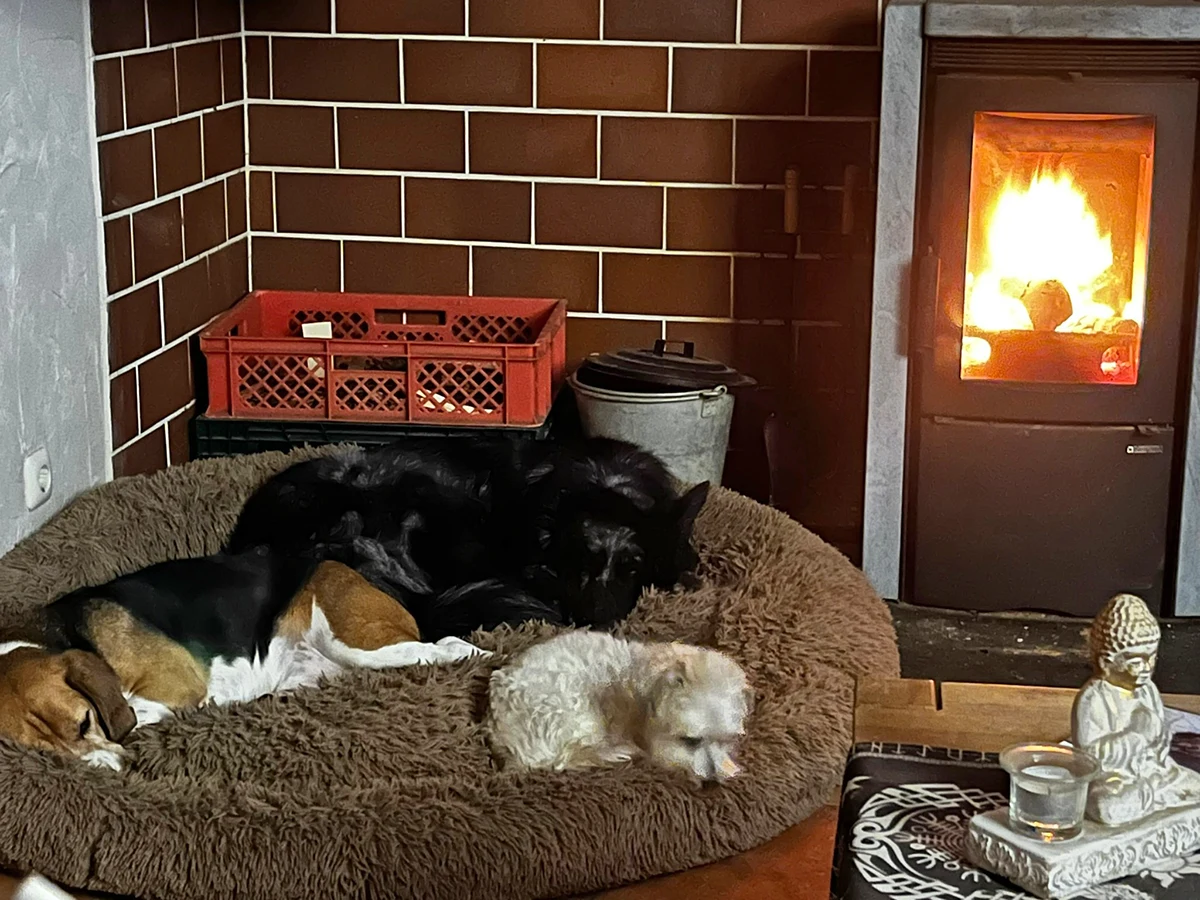 Gemütlich vor dem KAmin in der HUndepension Heimatrevier Oeradorf