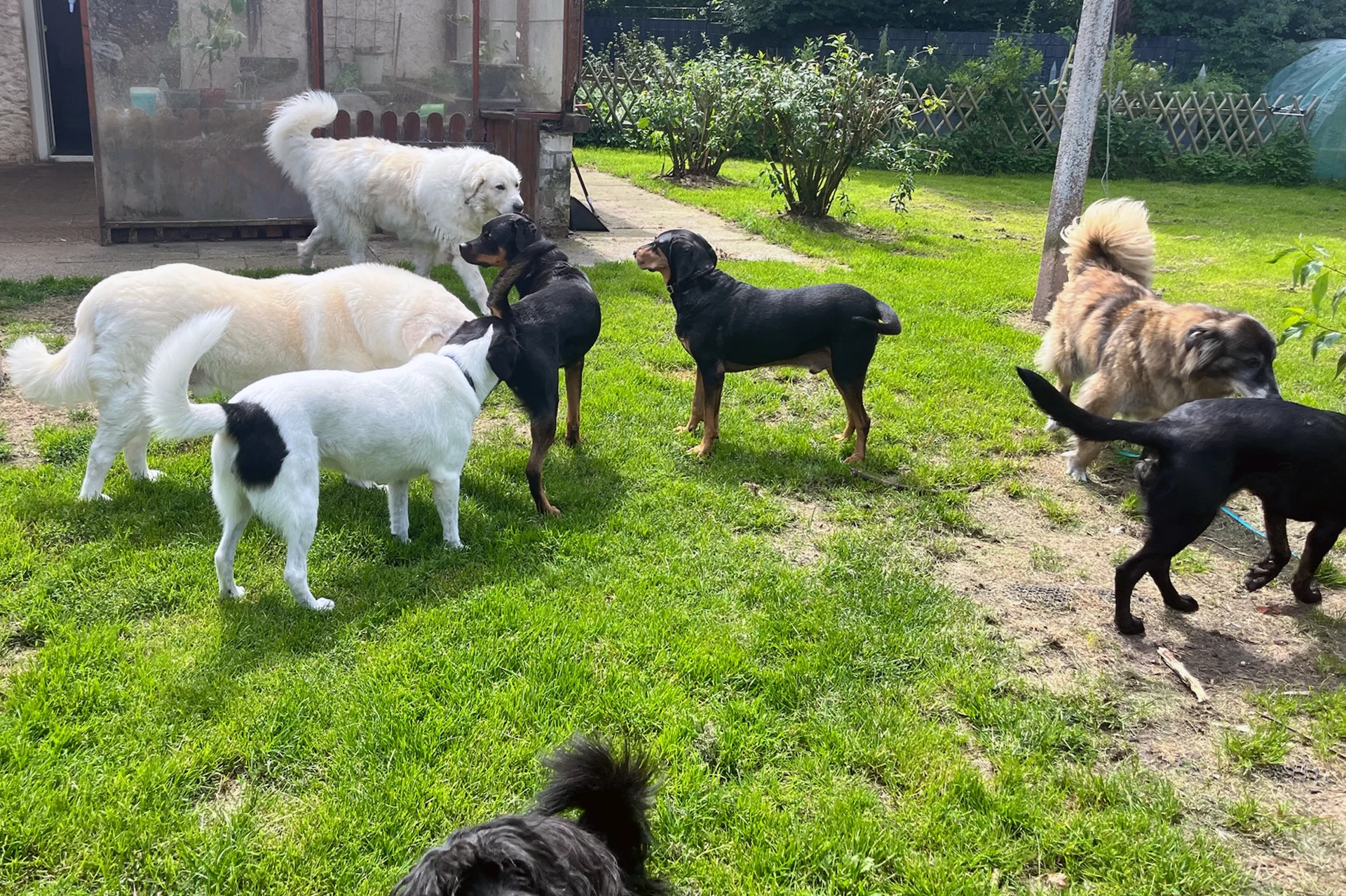 Hundepension Oersdorf