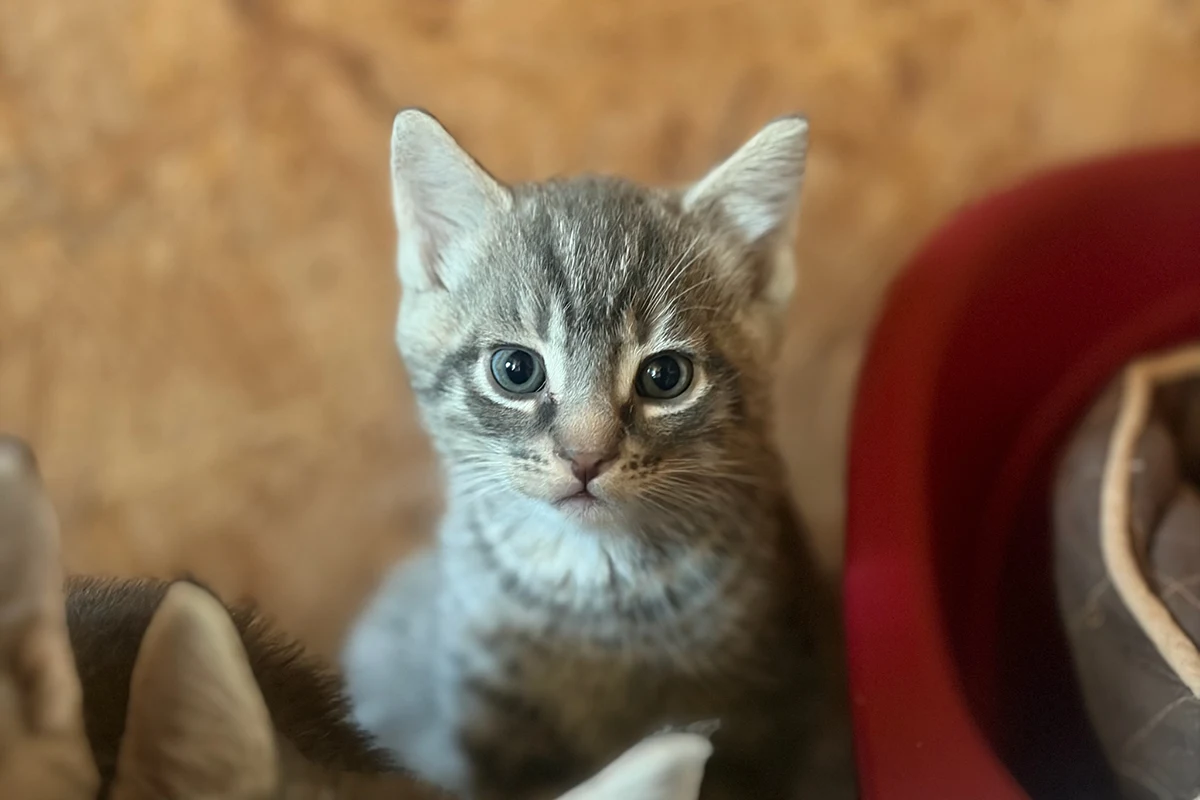 Neko