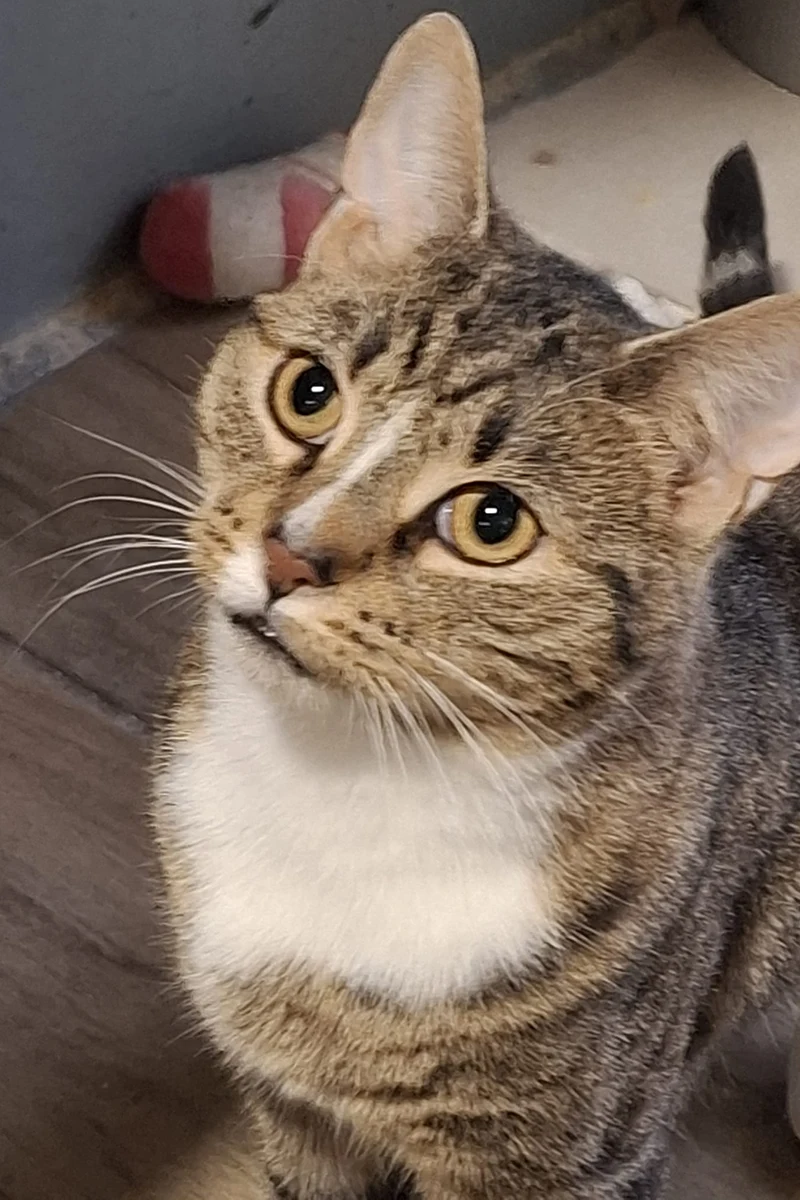 Merlin