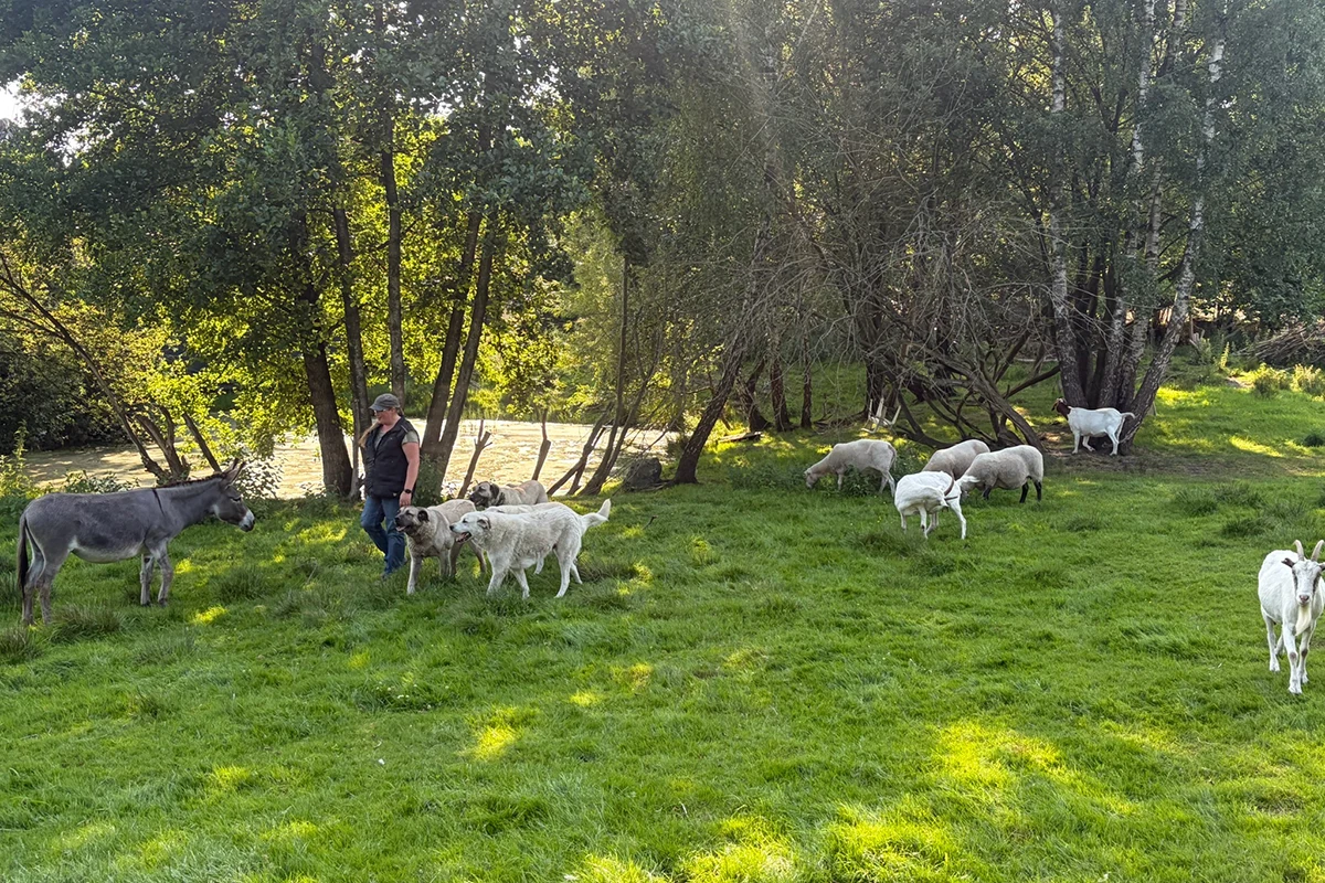 Tierschutzhof Oersdorf (ehemals Kleine Heimtierinsel) Tierschutz vor Ort in Oersdorf