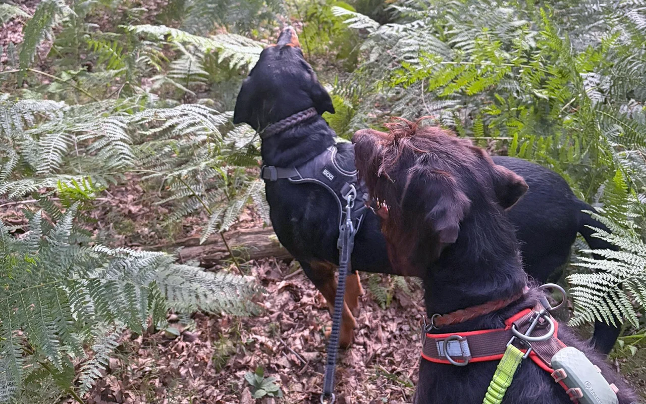 Waldcoach: Gemeinsam Spuren und Natur neu entdecken