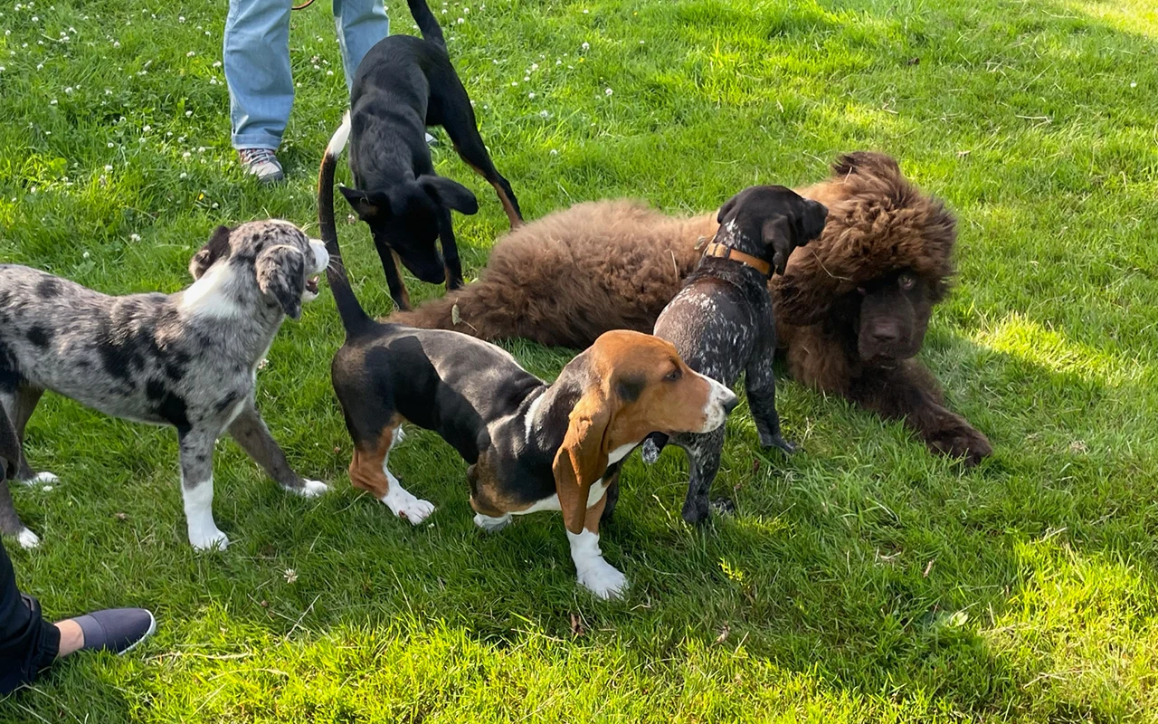 Welpenstunde in der Hundeschule des Heimatrevier Oersdorf